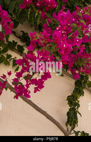 Bougainvillea spectabilis Stockfoto