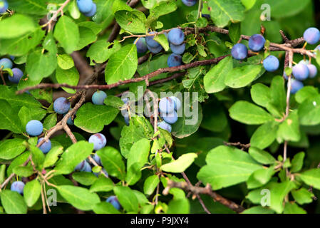 Blackthorn Bush mit Beeren Stockfoto