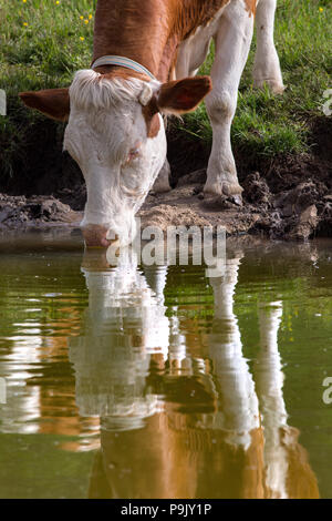 Kuh friesischen Rot Pezzata bei Bewässerung in den Teich. Abruzzen Stockfoto