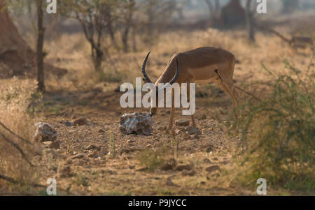 Ein einziger männlicher Impala (Aepyceros melampus)-Widderantilope in der Wildnis leckt bei einem Salzleck im Camp Elephant im Erindi-Wildreservat in Namibia Stockfoto