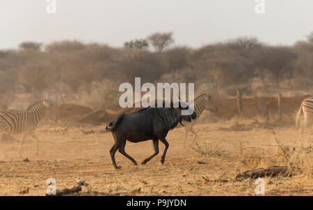 Ein einzelner Blauer Wildebeest (Connochaetes taurinus), der vor einer Zebraherde im privaten Wildreservat Erindi am Wasserloch in Namibia läuft Stockfoto