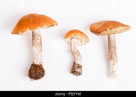 Wilde frische Pilze auf einem rustikalen Holztisch. Orange Birke Bolete. Copyspace. Herbst Hintergrund Stockfoto