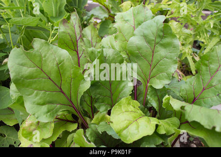 Frühe wunder Rüben wachsen in einem Hochbeet Garten Stockfoto