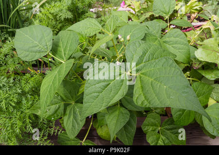 Bienenwachs, Bohnen, Karotten, Rüben und Schnittlauch in einer angehobenen Bett Garten wachsen. Stockfoto