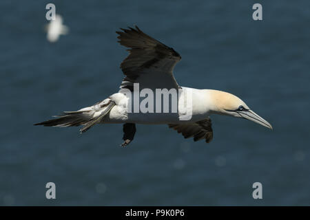 Eine schöne Gannett (Morus bassanus) über dem Meer in Großbritannien fliegen. Stockfoto