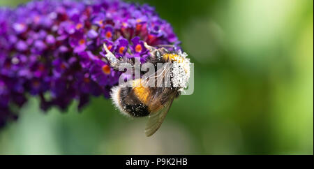 Eine Hummel Fütterung auf Pollen auf ein Violett Buddleja Blume in einem Garten in Alsager Cheshire England Vereinigtes Königreich Großbritannien Stockfoto