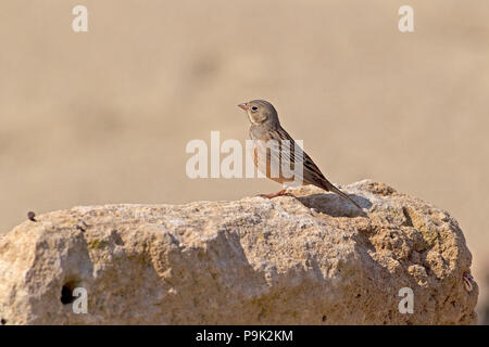 Cretzschmar Bunting (Emberiza Caesia) Stockfoto