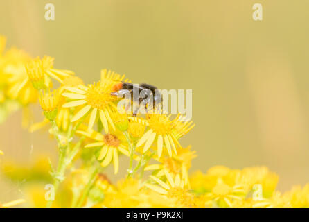 Red tailed Bumblebee (UK) auf Ragwort Blumen. Die Biene ist in abgedeckt; Pollen, Staub. Stockfoto