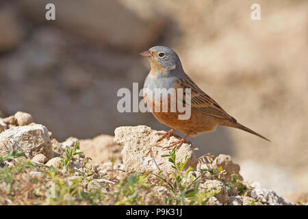 Cretzschmar Bunting (Emberiza Caesia) Stockfoto