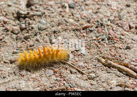 STORA AMUNDÖN, Schweden - 16. JULI 2018: Close up Makro Blick auf Gelbe haarige Raupe Larven Lepidopteraon im Freien mit grobem Sand im Hintergrund Stockfoto