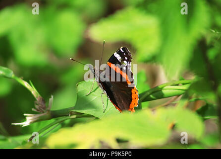 Vanessa atalanta, der rote Admiral oder zuvor die Rote bewundernswerte am Blatt Stockfoto