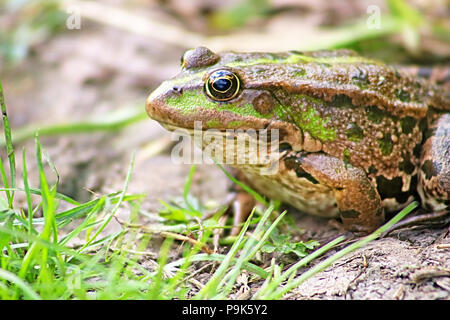 Die Marsh Frosch (Pelophylax ridibundus zur Familie der Echten Frösche gehört) in den Schlamm Stockfoto