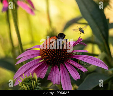 Biene im Flug - Purple Cone Flower - Biene fliegt Oben Blume. Im Ort, Nektar für seine Kolonie. Lila Blume, Insekt im Garten. Stockfoto