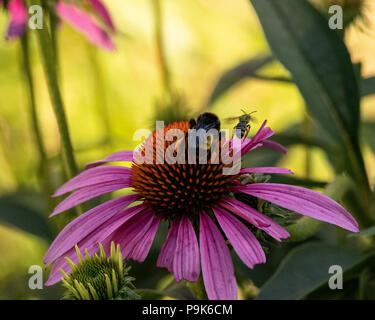 Biene im Flug - Purple Cone Flower - Biene fliegt Oben Blume. Im Ort, Nektar für seine Kolonie. Lila Blume, Insekt im Garten. Stockfoto