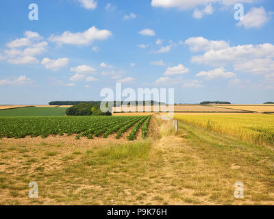 Ein Yorkshire Wolds Kartoffelernte auf Kalkstein Boden in der Nähe von tibthorpe mit Wäldern und Hecken unter einem blauen Himmel im Sommer Stockfoto