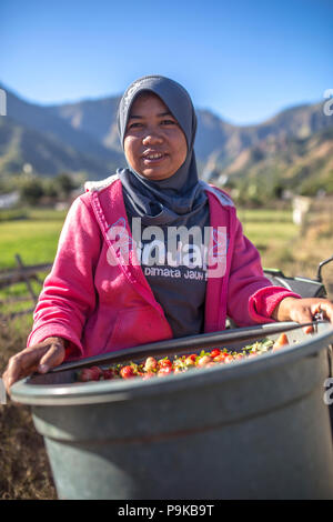 SEMBALUN LAWANG, Indonesien - 26. AUGUST 2017: Nicht identifizierte Frau mit großen Korb voller Erdbeeren. Stockfoto