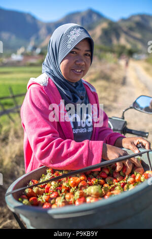 SEMBALUN LAWANG, Indonesien - 26. AUGUST 2017: Nicht identifizierte Frau mit großen Korb voller Erdbeeren. Stockfoto