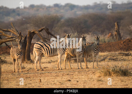 Kleine Gruppe von Zebras oder Zebras im weichen Licht des Sonnenuntergangs in einer Reihe im Erindi-Wildreservat in Namibia, Afrika Stockfoto