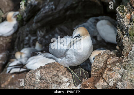 Basstölpel (Morus bassanus) Zucht auf Nester in Sea Cliff bei seabird Kolonie im Frühjahr, Hermaness, Unst, Shetlandinseln, Schottland, Großbritannien Stockfoto