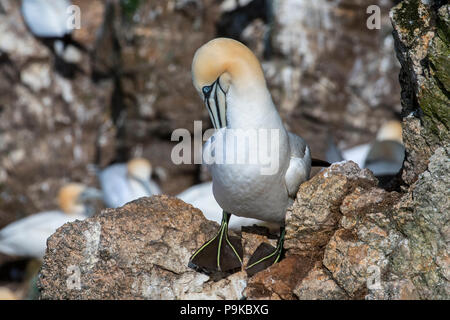 Northern Gannet (Morus bassanus) auf dem Felsvorsprung putzen Federn in Sea Cliff bei seabird Kolonie im Frühjahr, Schottland, Großbritannien Stockfoto