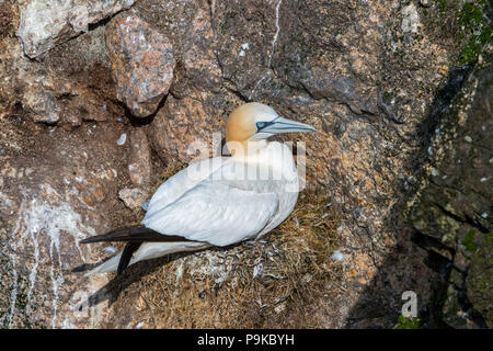 Northern Gannet (Morus bassanus) an gannetry Zucht auf Nest auf Felsvorsprung in Sea Cliff bei seabird Kolonie im Frühjahr, Schottland, Großbritannien Stockfoto