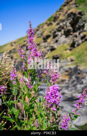 Blutweiderich (Lythrum salicaria) wildflower im felsigen Tal, Cornwall, England, Großbritannien Stockfoto