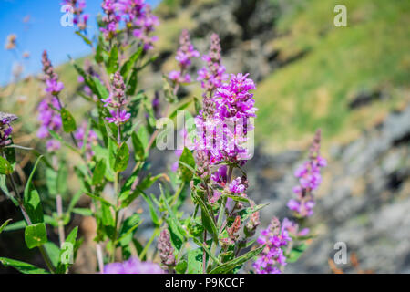 Blutweiderich (Lythrum salicaria) wildflower im felsigen Tal, Cornwall, England, Großbritannien Stockfoto