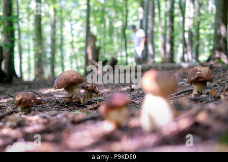 Mann sammeln Pilze Stockfoto