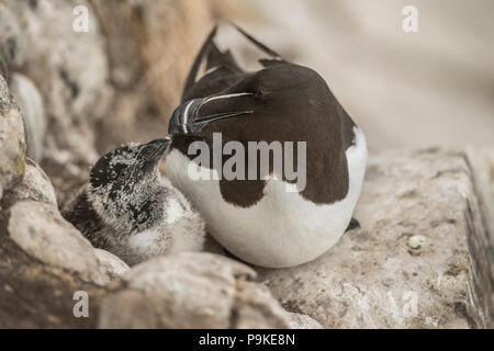 Tordalk und ihre Küken auf einer Klippe im Sommer sitzen Stockfoto