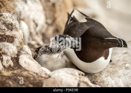 Tordalk und ihre Küken auf einer Klippe im Sommer sitzen Stockfoto