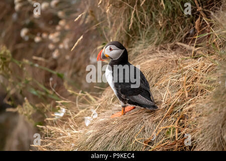 Papageitaucher auf einem Gras bedeckte Felsen im Frühjahr Zeit in Schottland langjährige, enge bis Stockfoto