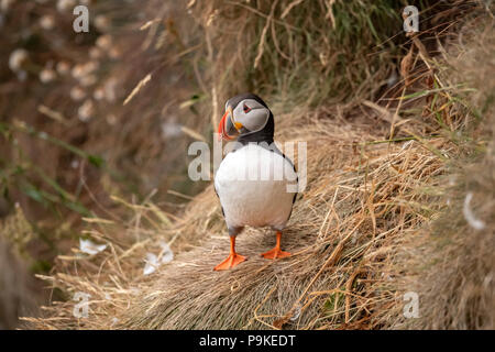 Papageitaucher auf einem Gras bedeckte Felsen im Frühjahr Zeit in Schottland langjährige, enge bis Stockfoto