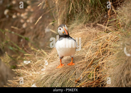 Papageitaucher auf einem Gras bedeckte Felsen im Frühjahr Zeit in Schottland langjährige, enge bis Stockfoto