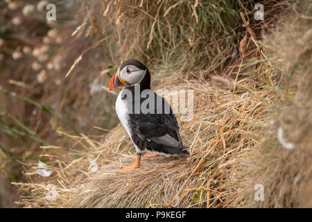 Papageitaucher auf einem Gras bedeckte Felsen im Frühjahr Zeit in Schottland langjährige, enge bis Stockfoto