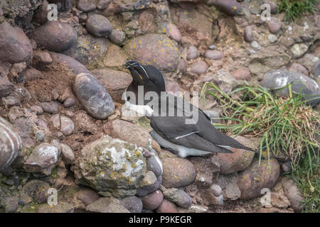 Tordalk, Alca torda, auf einer Klippe in Schottland im Frühling, in der Nähe Stockfoto