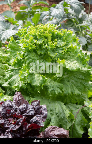 Lactuca Sativa. Kopfsalat 'Lettony' in einem Gemüsegarten Stockfoto