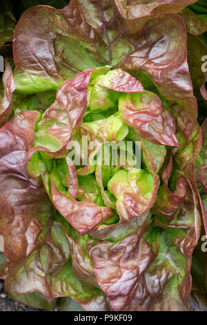 Lactuca Sativa. Kopfsalat 'Mpilgerzentren der vier Jahreszeiten' in einem Gemüsegarten Stockfoto