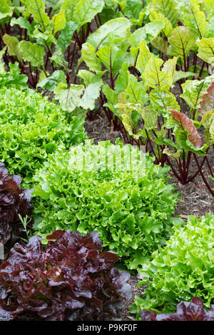 Lactuca Sativa. Kopfsalat "Azur" in einem Gemüsegarten Stockfoto