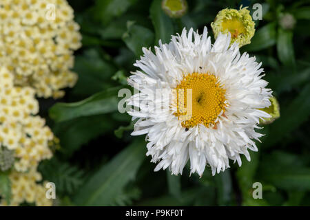 Leucanthemum x 'lilac' Engelina'. Shasta daisy flower. Marguerite "engelina". Chrysantheme maximale 'Engelina' Stockfoto