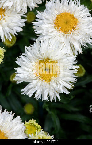 Leucanthemum x 'lilac' Engelina'. Shasta daisy flower. Marguerite "engelina". Chrysantheme maximale 'Engelina' Stockfoto