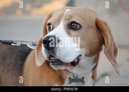 Kopf Foto von Harrier Hund im Park mit herausgestreckter Zunge Stockfoto