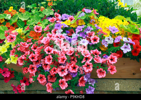 Petunia, Petunien, Rot, Gelb, Lila, Rosa, Garten, Wand, verschiedene Farben Stockfoto