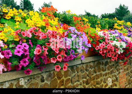 Petunien auf Wand, rot, orange, gelb, weiß, lila, rosa, verschiedene Farben Stockfoto