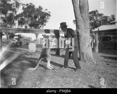 275 SLNSW 7221 Das Känguru stehend auf dem Rücken Beine im Gespräch mit einem Mann Stockfoto