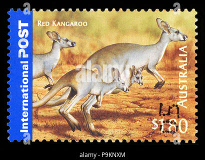 Australien - ca. 2005: einen Stempel in Australien gedruckten zeigt drei Rote Riesenkängurus, ca. 2005 Stockfoto