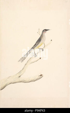 294 SLNSW 823111 f60 Red WattleBird Anthochaera carunculata Stockfoto