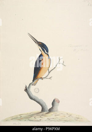 294 SLNSW 823125 f74 Azure Kingfisher Alcedo Azurea Stockfoto