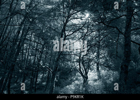 Hintergrundbeleuchtung dichten Wald von Nationalpark von Peneda Geres, nördlich von Portugal. Ir-Filter verwendet. Farben Blau. Stockfoto