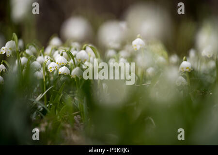 Blühen von Frühjahr Snoflake Blumen im Schatten der Wald im Frühling Stockfoto