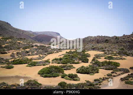 Landschaft der Nationalpark Teide, Teneriffa, mit Büschen Taschen von Sträuchern, Besen und Blumen auf einem Sand. Stockfoto